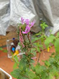 Image result for Hypoestes triflora