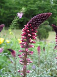Image result for Lysimachia barbata