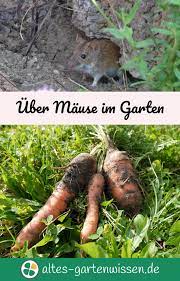 Das ist nur eine von vielen maßnahmen, die dazu geführt haben, dass die mäuse endlich von unseren beeten ablassen. Uber Mause Im Garten Garten Pflanzen Was Tun Gegen Wuhlmause