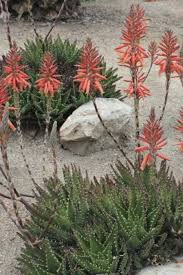 Image result for Aloe plowesii