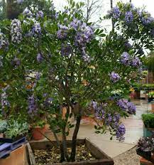 Check spelling or type a new query. Texas Mountain Laurel Sophora Secundiflora Known For Its Stunning Wisteria Like Fragrant Violet Blue Flowers Texas Mountain Laurel Plants Mountain Laurel