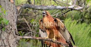 Identification Birds Of Prey In Georgia Red Tailed Hawk Landed On Tree Branch Stock Photo And Royalty Free Images On Fotolia Com Pic 94227158 Red Tailed Hawk Bird Photo Hawk Photos