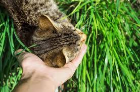 Kedilerde Cilt Hastaliklari 2020 Kedi Veterinerler Beslenme