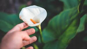 Here are a few tips for caring for callas indoors: Growing Calla Lilies How To Plant Care For Calla Lily From Bulbs