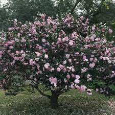 Pin On Gardening And Outdoor Spaces