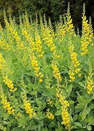 Yellow flowers (banner petal may be reddish). 28 Yellow Perennials Ideas Perennials Planting Flowers Plants