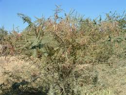 Image result for Acacia haematoxylon