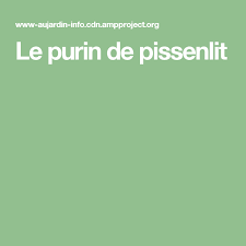 le purin de pissenlit pissenlit jardinage herbe