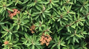 Image result for Geigeria brevifolia