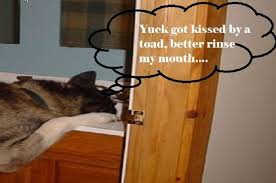 Pin On Dog Health Corner