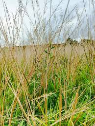 Image result for Arundinella