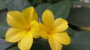 Image result for Reinwardtia indica