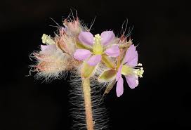 Image result for Monsonia senegalensis