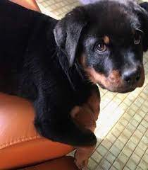 All guardian rottweiler puppies are raised in our home and socialized with a plethora of other. Rottweiler Puppy For Sale In Park Forest Il Adn 63858 On Puppyfinder Com Gender Female Age 12 Weeks Rottweiler Puppies For Sale Rottweiler Puppies Puppies
