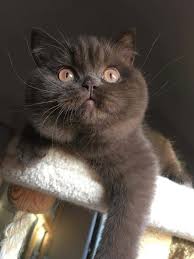 Pinterest Slayyingbby British Shorthair Cat Breeds Cats