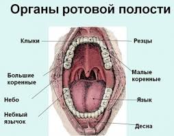 Pochemu Posle Alkogolya Bolit Gorlo I Kak Izbavitsya Ot Boli