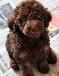 Pin On Puppy Love