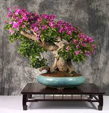 Pin On Bonsai Shohin