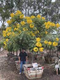 Maybe you would like to learn more about one of these? Flowering Trees Moon Valley Nursery