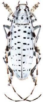 lamiinae