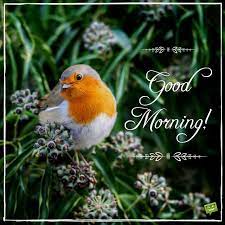 Check spelling or type a new query. Good Morning On Image With A Redneck Bird Among The Flowers