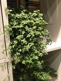 Image result for Pilea angolensis
