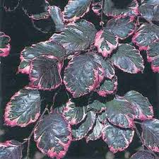 Tri color beech is described and discussed as a specimen and small shade tree for residential garden. Tri Color Beech Direct Gardening