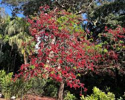 Image result for Schotia brachypetala