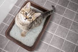 We did not find results for: Litiere Pour Chat Comment Bien La Choisir