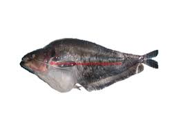 Ikan samedi 24 janvier 2015. Ikan Tapah Makan Monyet Cara Mudah Budidaya Real Life News 311 696 Views6 Months Ago Tripistad