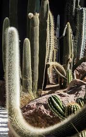 470 отметок «нравится», 5 комментариев — guía de jardinería (@guiadejardineria) в instagram: Xeropaisajismo O Como Tener Un Bonito Jardin Con Bajo Consumo De Agua