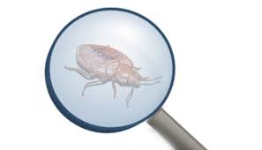 How To Detect Bed Bugs Detectors Light Verifi Reviews Pestbugs