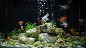 Goldfish Aquarium Design Google Search In 2020 Goldfish Aquarium Goldfish Tank Aquarium