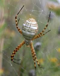 Nov 30, 2017 · november 30, 2017. Banded Garden Spider Bugwoodwiki