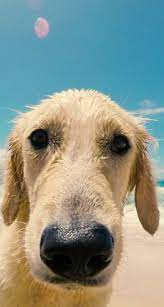 Download and add one of these awesome dog backgrounds to your desktop. Funny Dog Wallpaper Video Dog Wallpaper Iphone Cute Dog Wallpaper Dog Wallpaper