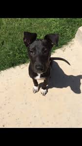 Black And White Cattle Dog Lab Mix Baylee Black Lab Blue Heeler Mix Isn T She A Cutie Heeler Mix Blue Heeler Dogs