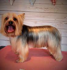 Longer Pet Styling For Yorkie Parting Is Kept And Length Trimmed To Just Under Tummy Yorkie Haircuts Yorkshire Terrier Puppies Yorkie Hairstyles