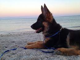 After a few nights of interrupted sleep. A Little Munchie German Shepherd Pup On The Beach Watching The Sun Set Shepherd Puppies German Shepherd Puppies German Shepard Puppies