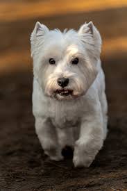 ❤️Life is better with Westie❤️