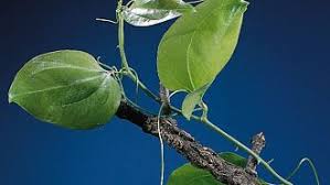 Image result for Smilacaceae