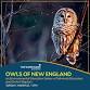 Owls of New England event image
