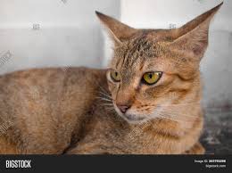 We did not find results for: Brown Cat Yellow Eyes Image Photo Free Trial Bigstock