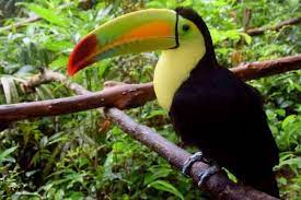 Rainforests are very dense, warm, wet forests. Tropical Rainforest Animals And Plants With Pictures And Names
