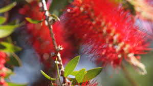 Our bottlebrush bushes are over 15 feet tall and heavily damaged by the freeze. 8hovjhavgjjkum