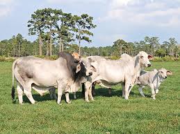 Our polled brahman cattle have all the qualities and characteristics of horned cattle…without the horns. Time To Get Over The Hump