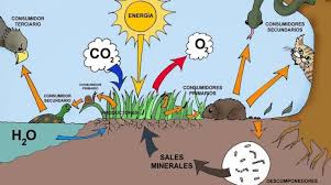 La estepa es un ecosistema que consiste en vegetación herbácea propia de climas extremos y pocas precipitaciones.un ejemplo son las estepas patagónicas. Gpvrq9k2 Sh8xm