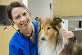 Metropolitan veterinary hospital's staff of emergency veterinarians and highly trained technical personnel offer state of the art diagnostic tests and treatments to accommodate any trauma or illness. Emergency Pet Care In Colorado Springs Co Animal Er Care Llc