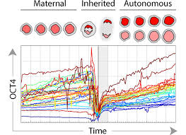 Short circuit detector gearwrench kd 2524. Inheritance Of Oct4 Predetermines Fate Choice In Human Embryonic Stem Cells Molecular Systems Biology