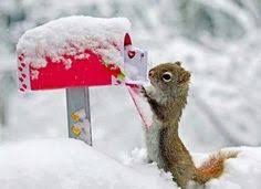 Een eigenwijze tomaat rolde de sneeuw in. 480 Ideeen Over Dieren In De Winter In 2021 Dieren Sneeuw Winter