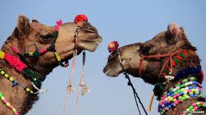 What we're looking at is catering now there are more than 500,000 feral camels in australia, and in some places they are becoming a nuisance. India Royal Family Ends Tradition Of Camel Sacrifice Bbc News